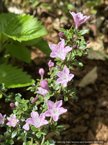 Shrubs ~ Serissa japonica ‘Cherry Blossom’, snowrose or tree-of-a-thousand-flowers ~ Dancing Oaks Nursery and Gardens ~ Retail Nursery ~ Mail Order Nursery