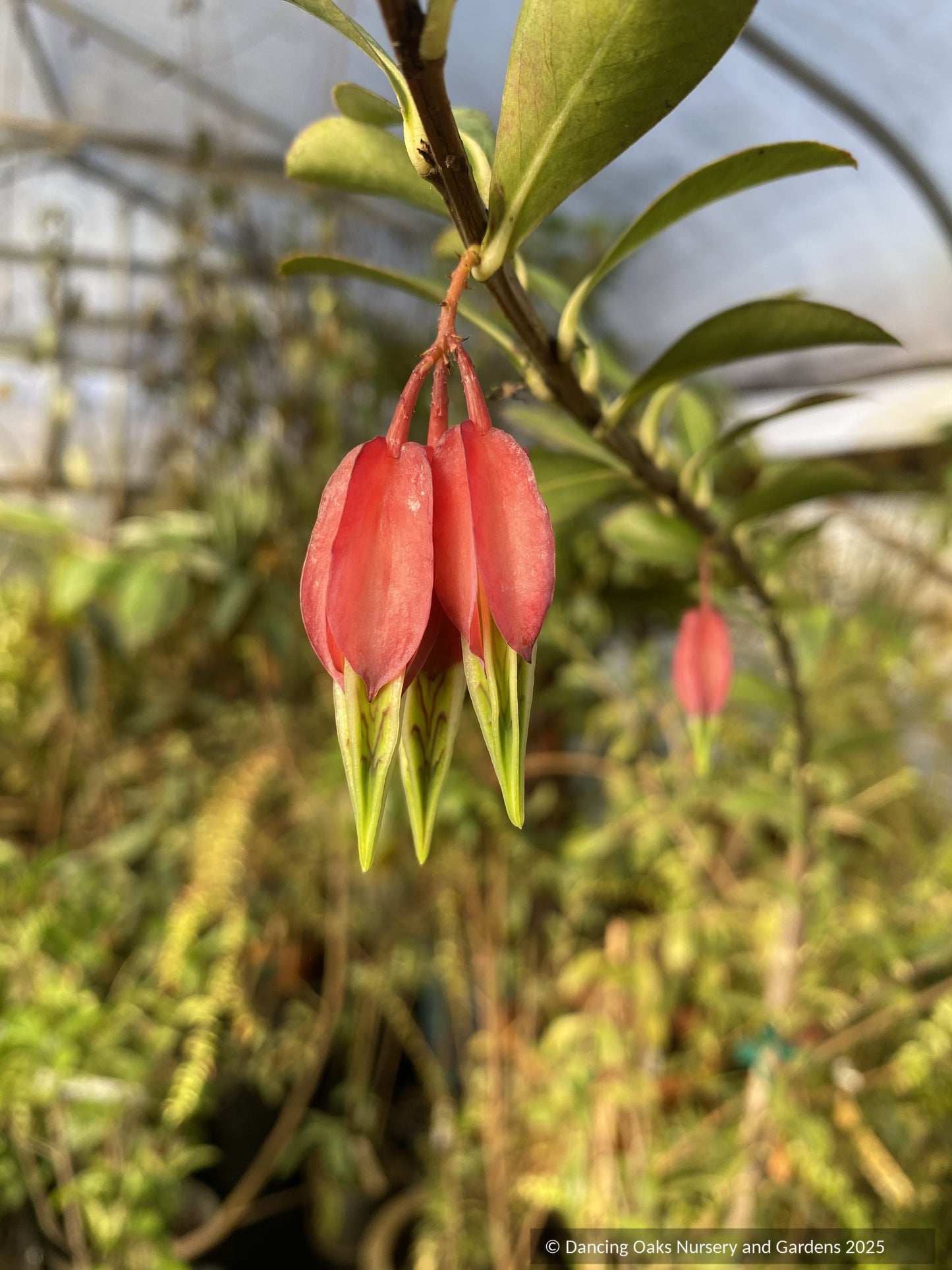 Agapetes species AP2018-96, Himalayan Lanterns