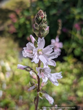 Sidalcea campestris