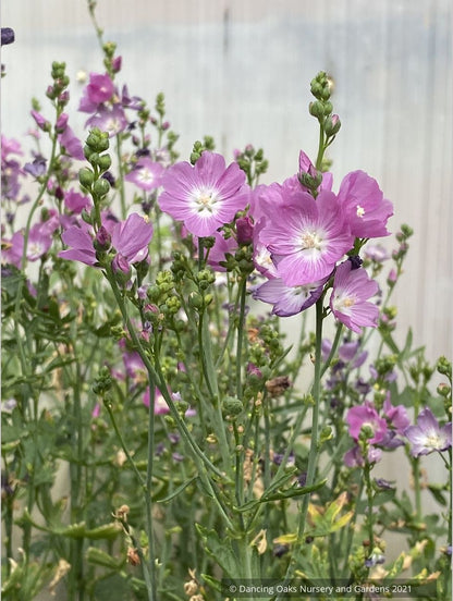Perennials ~ Sidalcea oregona, Oregon CheckerMallow ~ Dancing Oaks Nursery and Gardens ~ Retail Nursery ~ Mail Order Nursery