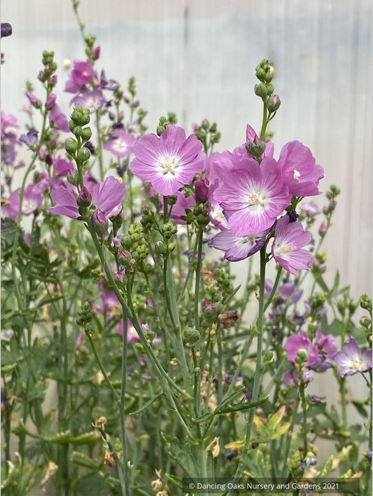 Perennials ~ Sidalcea oregona, Oregon CheckerMallow ~ Dancing Oaks Nursery and Gardens ~ Retail Nursery ~ Mail Order Nursery