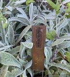 Sideritis syriaca, Greek mountain tea