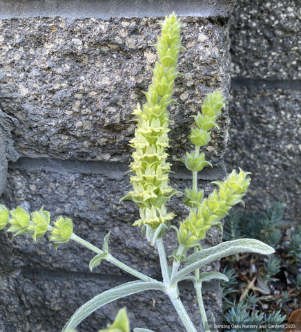 Perennials ~ Sideritis syriaca, Greek mountain tea ~ Dancing Oaks Nursery and Gardens ~ Retail Nursery ~ Mail Order Nursery