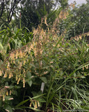 Bulbs & Tubers ~ Sinningia 'Bananas Foster', Yellow Hardy Gloxinia ~ Dancing Oaks Nursery and Gardens ~ Retail Nursery ~ Mail Order Nursery