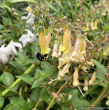 Bulbs & Tubers ~ Sinningia 'Bananas Foster', Yellow Hardy Gloxinia ~ Dancing Oaks Nursery and Gardens ~ Retail Nursery ~ Mail Order Nursery