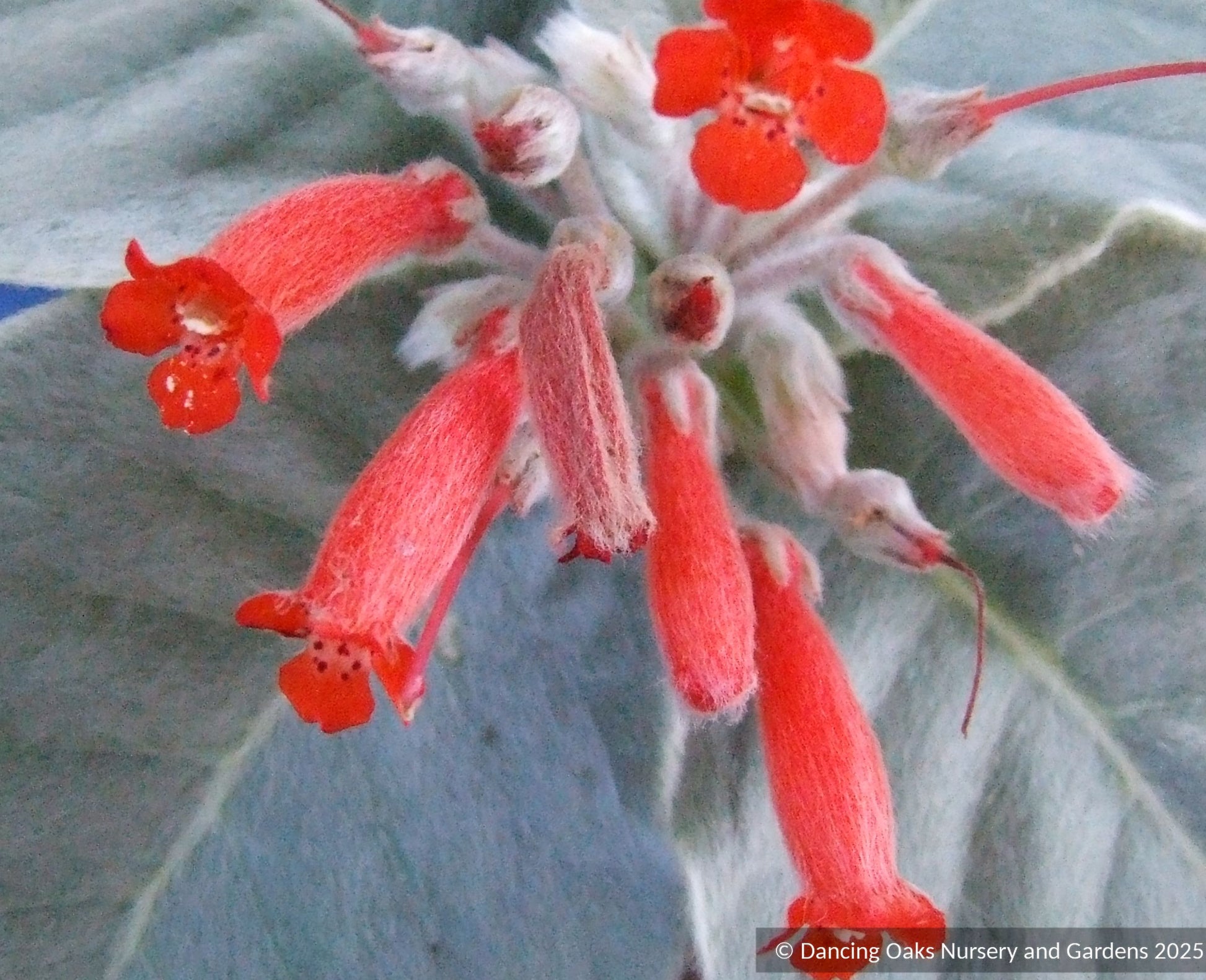 Bulbs & Tubers ~ Sinningia leucotricha, Brazilian Edelweiss ~ Dancing Oaks Nursery and Gardens ~ Retail Nursery ~ Mail Order Nursery