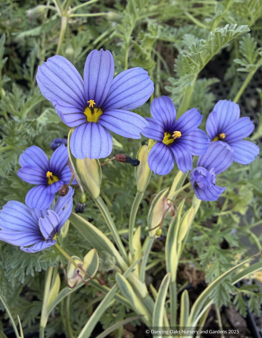 Grasses ~ Sisyrinchium 'Stripey', Variegated Blue-Eyed Grass ~ Dancing Oaks Nursery and Gardens ~ Retail Nursery ~ Mail Order Nursery