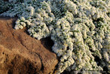 Aster (syn. Symphyotrichum) ericoides var. prostrata 'Snow Flurry', Heath Aster