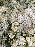 Aster (syn. Symphyotrichum) ericoides var. prostrata 'Snow Flurry', Heath Aster
