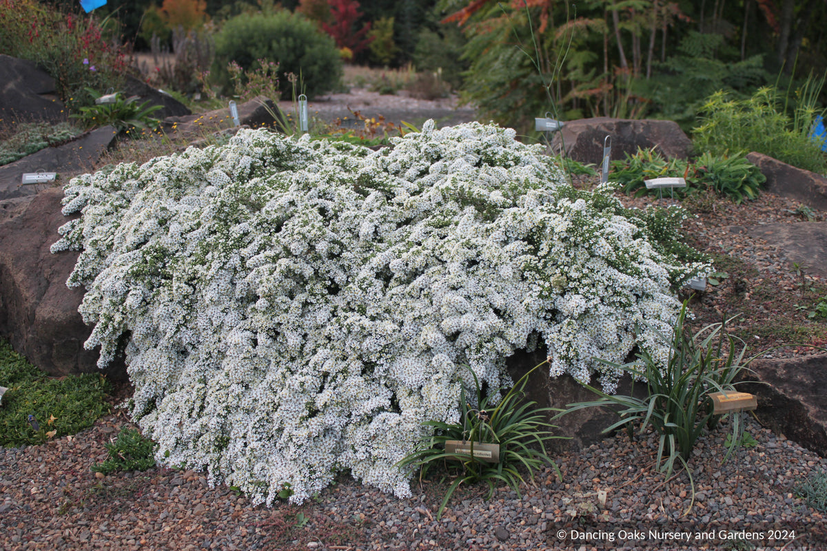 Aster (syn. Symphyotrichum) ericoides var. prostrata 'Snow Flurry', Heath Aster