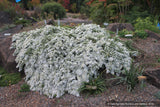 Aster (syn. Symphyotrichum) ericoides var. prostrata 'Snow Flurry', Heath Aster