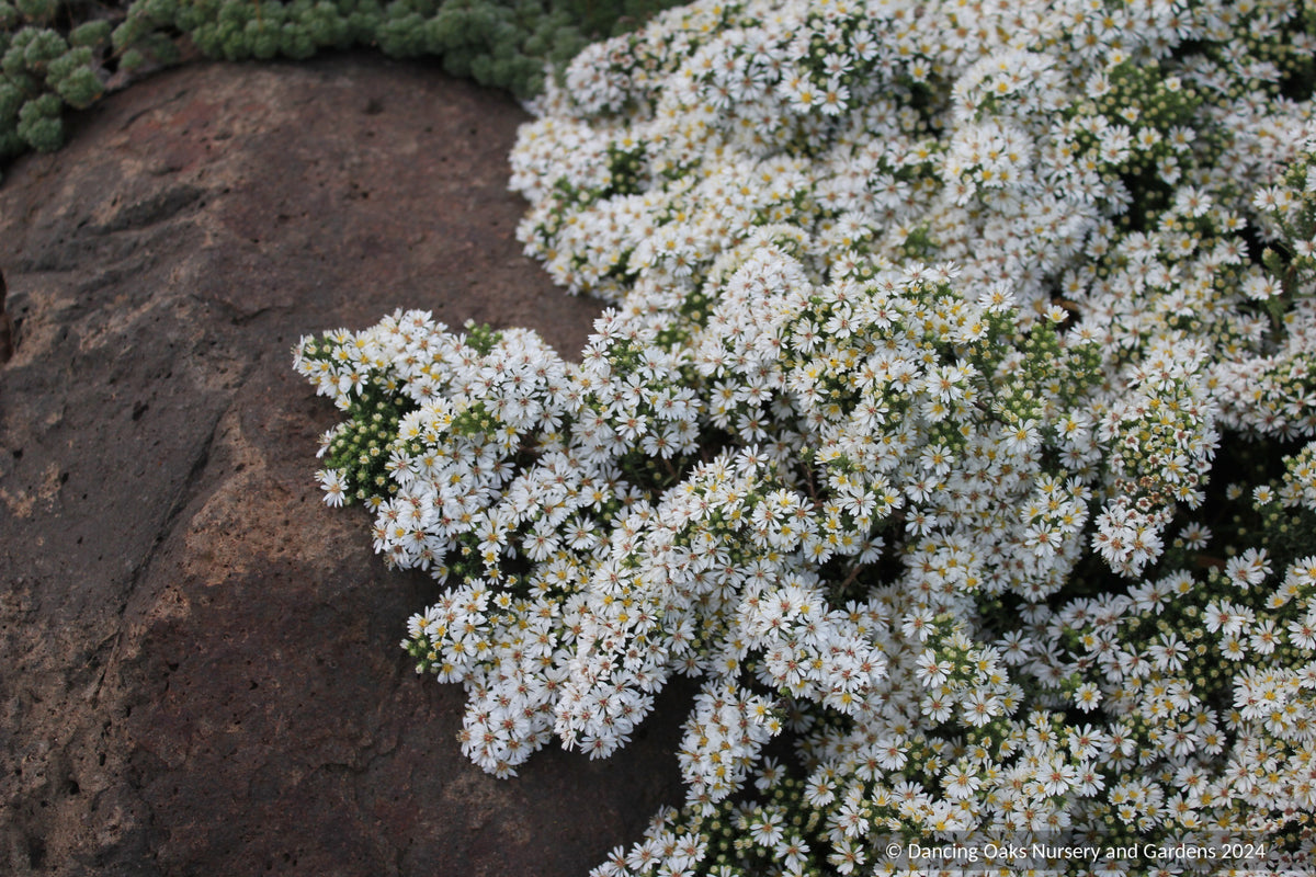Aster (syn. Symphyotrichum) ericoides var. prostrata 'Snow Flurry', Heath Aster