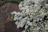 Aster (syn. Symphyotrichum) ericoides var. prostrata 'Snow Flurry', Heath Aster