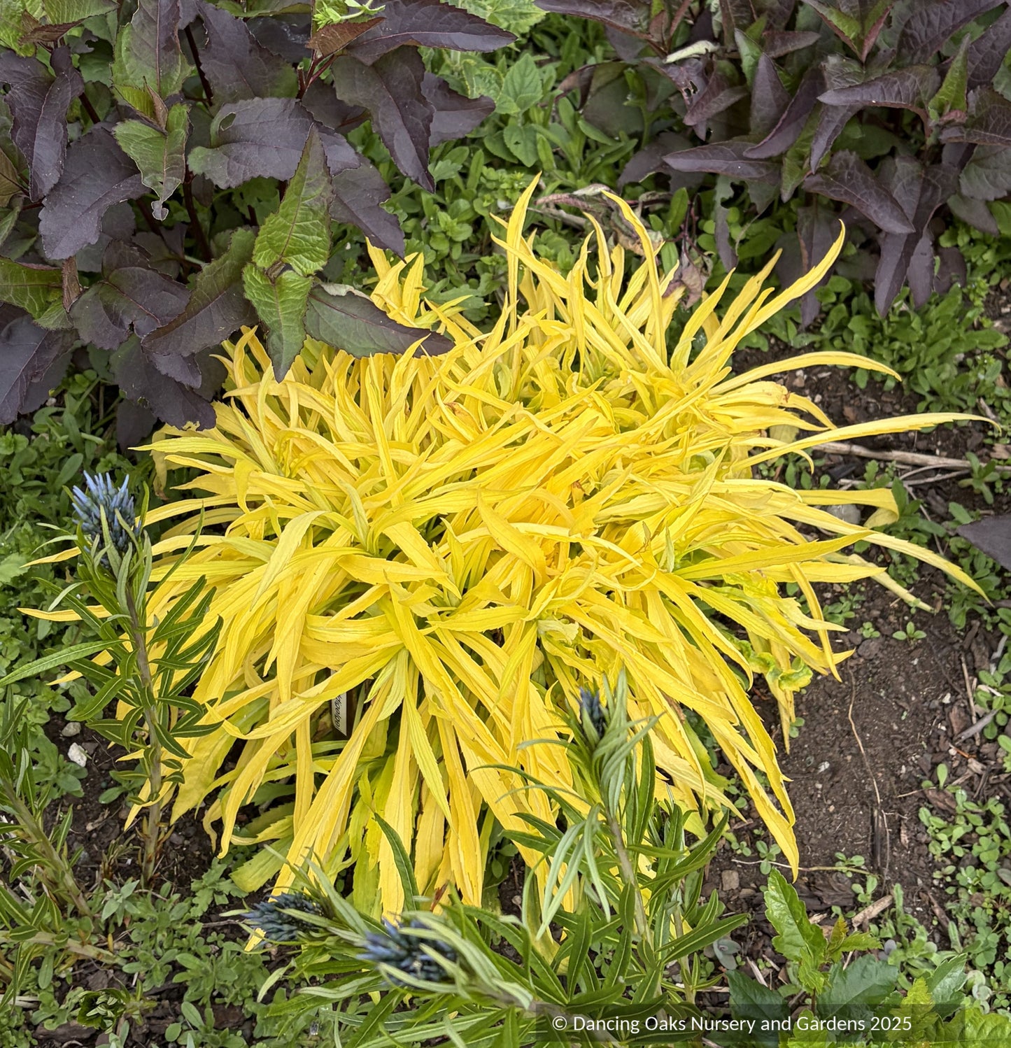 Perennials ~ Solidago 'Hiddigeigei', Goldenrod ~ Dancing Oaks Nursery and Gardens ~ Retail Nursery ~ Mail Order Nursery