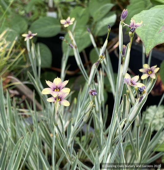 Perennials ~ Sisyrinchium 'Janet Denman', Variegated Blue-Eyed Grass ~ Dancing Oaks Nursery and Gardens ~ Retail Nursery ~ Mail Order Nursery
