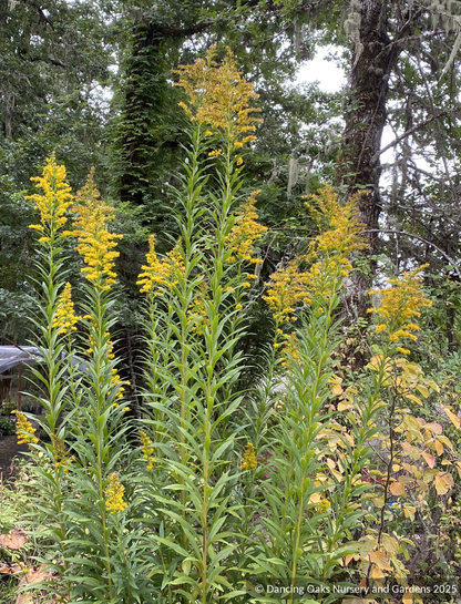Solidago gigantea, Giant Goldenrod