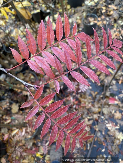 Trees ~ Sorbus 'Eastern Promise'~ Dancing Oaks Nursery and Gardens ~ Retail Nursery ~ Mail Order Nursery