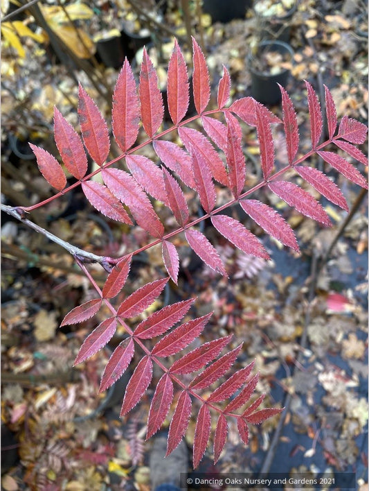 Trees ~ Sorbus 'Eastern Promise'~ Dancing Oaks Nursery and Gardens ~ Retail Nursery ~ Mail Order Nursery