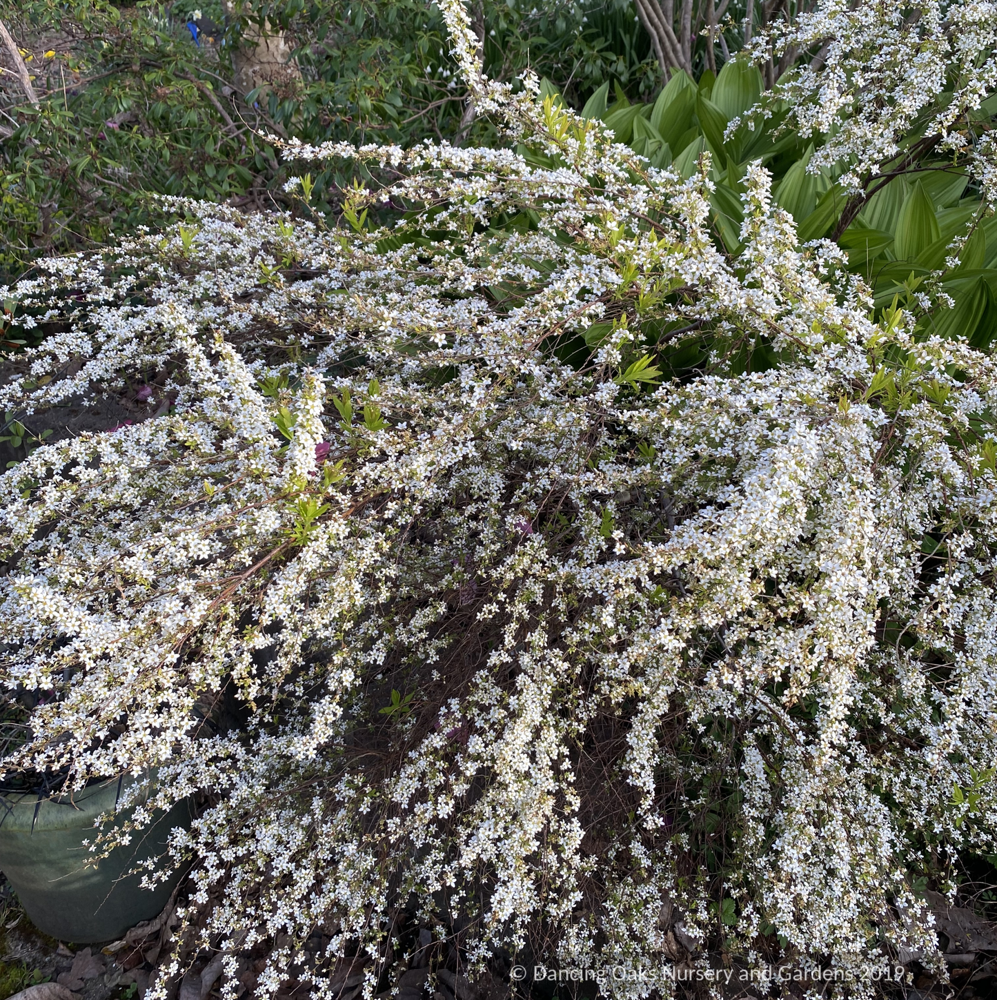 Shrubs ~ Spiraea 'Ogon', Golden Spirea ~ Dancing Oaks Nursery and Gardens ~ Retail Nursery ~ Mail Order Nursery