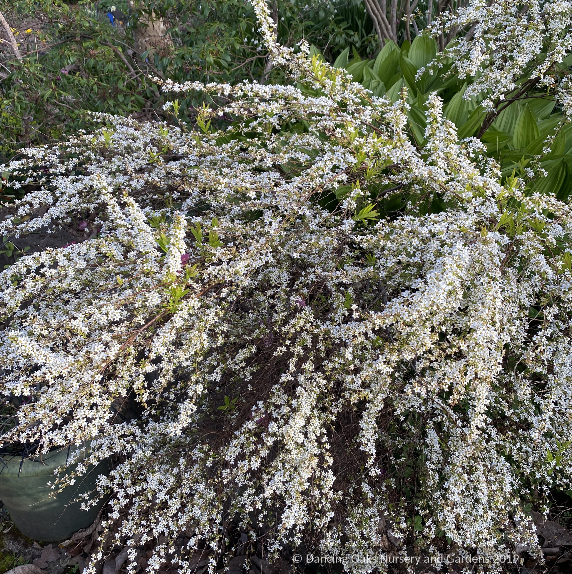 Shrubs ~ Spiraea 'Ogon', Golden Spirea ~ Dancing Oaks Nursery and Gardens ~ Retail Nursery ~ Mail Order Nursery