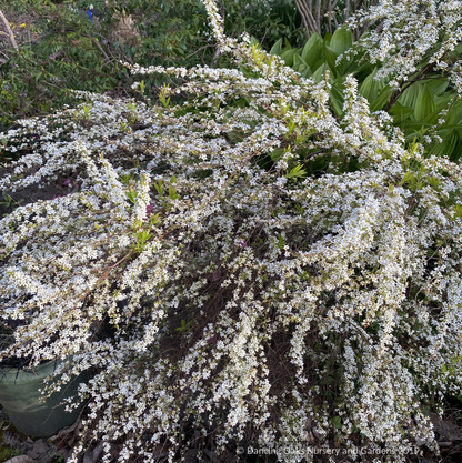 Shrubs ~ Spiraea 'Ogon', Golden Spirea ~ Dancing Oaks Nursery and Gardens ~ Retail Nursery ~ Mail Order Nursery