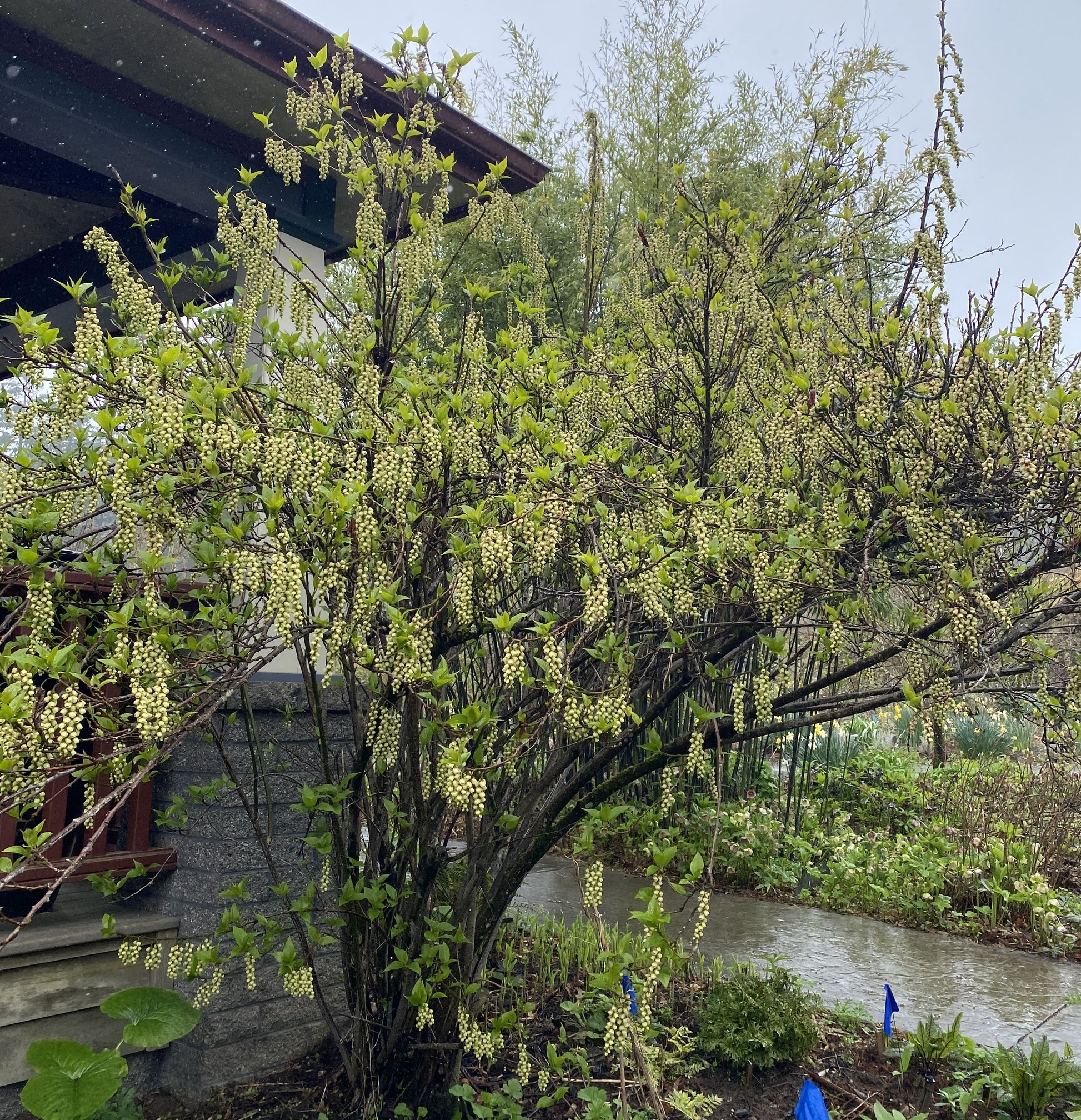 Shrubs ~ Stachyurus praecox var matsuzakii, Catkin Tree ~ Dancing Oaks Nursery and Gardens ~ Retail Nursery ~ Mail Order Nursery