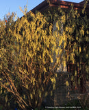 Shrubs ~ Stachyurus praecox var matsuzakii, Catkin Tree ~ Dancing Oaks Nursery and Gardens ~ Retail Nursery ~ Mail Order Nursery