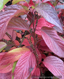 Shrubs ~ Stachyurus praecox var matsuzakii, Catkin Tree ~ Dancing Oaks Nursery and Gardens ~ Retail Nursery ~ Mail Order Nursery