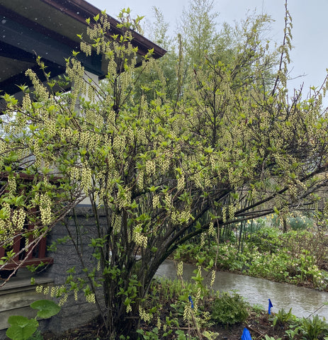 Shrubs ~ Stachyurus praecox var matsuzakii, Catkin Tree ~ Dancing Oaks Nursery and Gardens ~ Retail Nursery ~ Mail Order Nursery