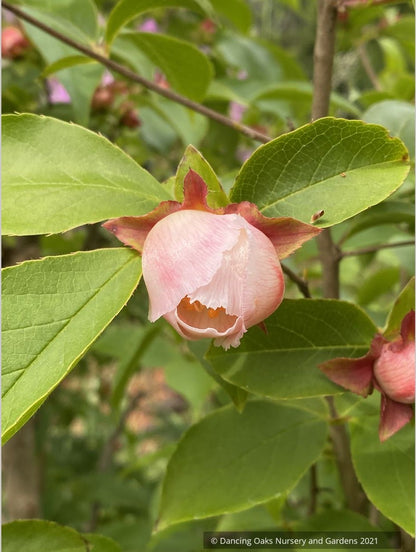 Stewartia rostrata 'Pink Satin', Pink Satin Beaked Stewartia