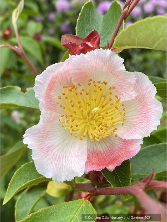 Stewartia rostrata 'Pink Satin', Pink Satin Beaked Stewartia