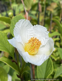 Trees ~ Stewartia pseudocamellia 'Ballet', Korean Stewartia ~ Dancing Oaks Nursery and Gardens ~ Retail Nursery ~ Mail Order Nursery