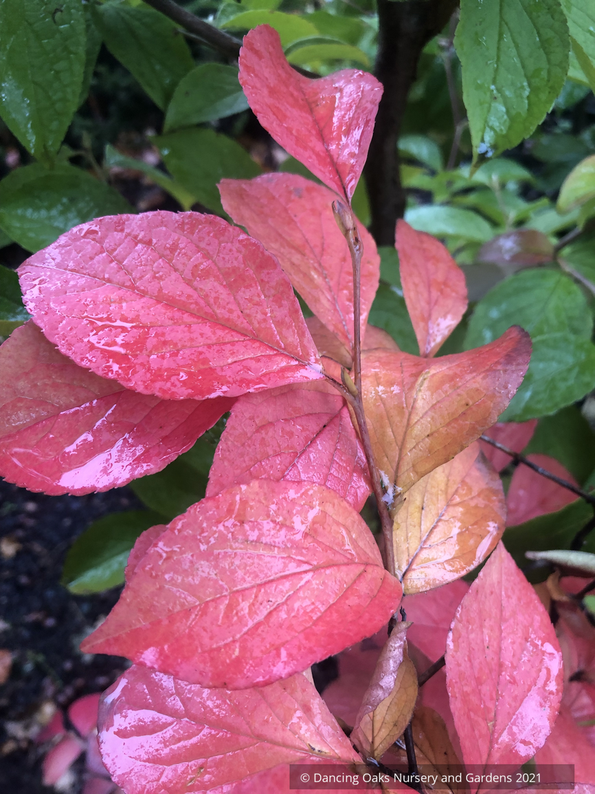 Trees ~ Stewartia pseudocamellia, Japanese Stewartia ~ Dancing Oaks Nursery and Gardens ~ Retail Nursery ~ Mail Order Nursery