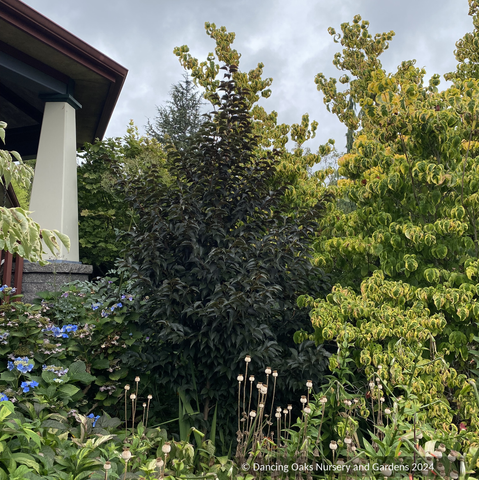 Trees ~ Styrax japonicus 'Evening Light', Japanese Snowbell ~ Dancing Oaks Nursery and Gardens ~ Retail Nursery ~ Mail Order Nursery