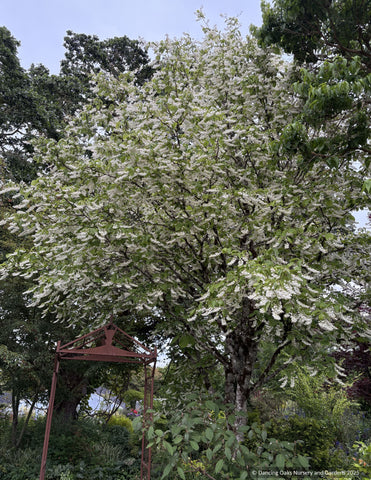 Trees ~ Styrax obassia, Fragrant Snowbell ~ Dancing Oaks Nursery and Gardens ~ Retail Nursery ~ Mail Order Nursery