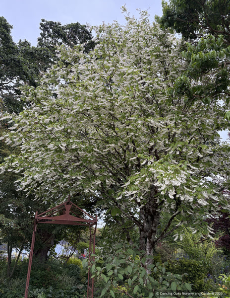 Styrax obassia, Fragrant Snowbell – Dancing Oaks Nursery and Gardens