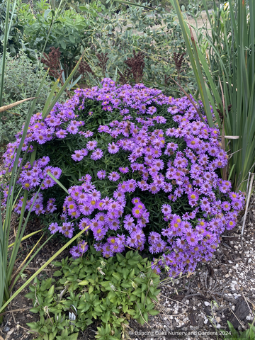 Perennials ~ Symphyotrichum novi-belgii 'Alice Haslam' (syn. Aster), Aster ~ Dancing Oaks Nursery and Gardens ~ Retail Nursery ~ Mail Order Nursery