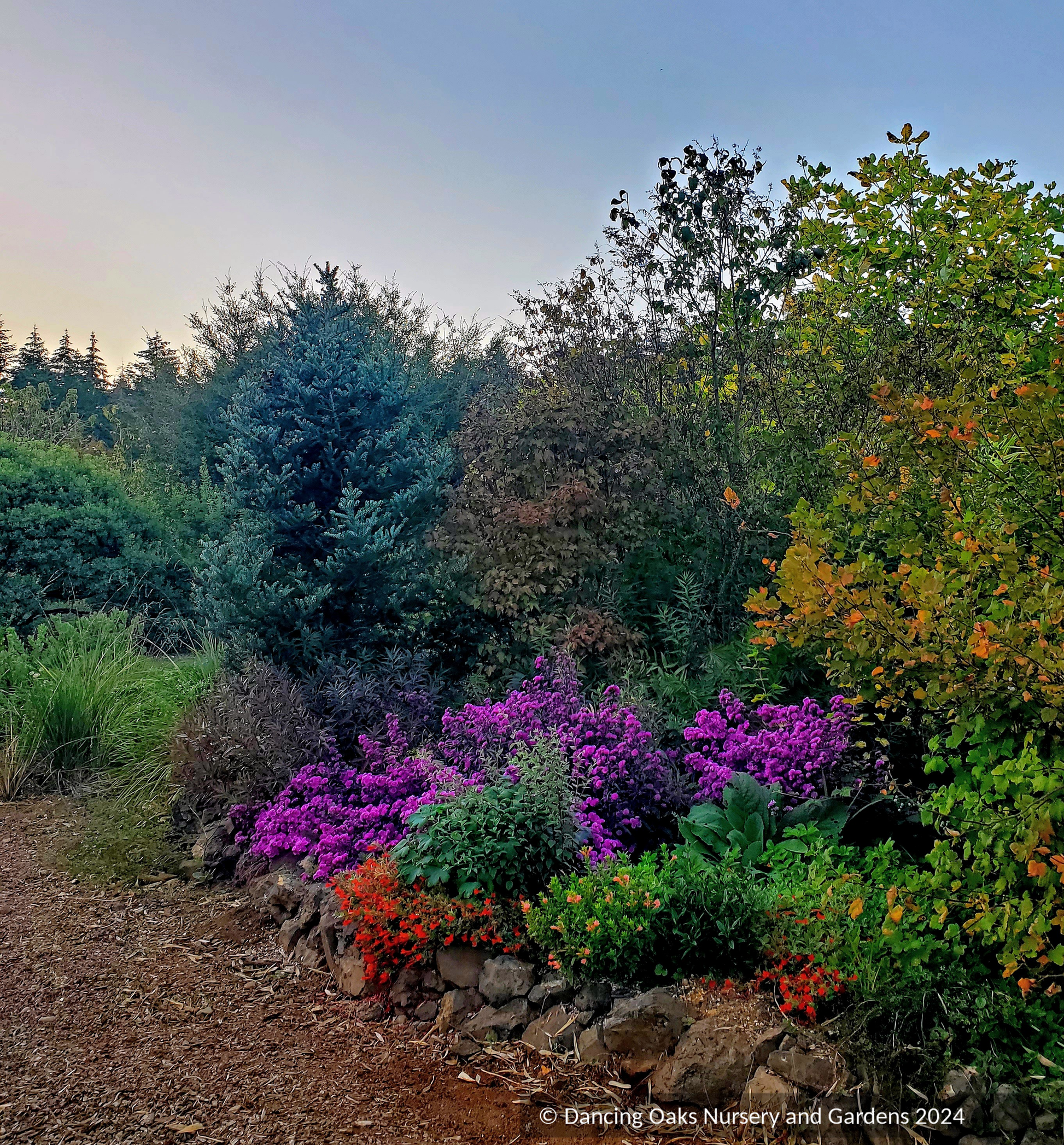 Perennials ~ Aster (syn. Symphyotrichum) novi-belgii 'Le Reve' ~ Dancing Oaks Nursery and Gardens ~ Retail Nursery ~ Mail Order Nursery