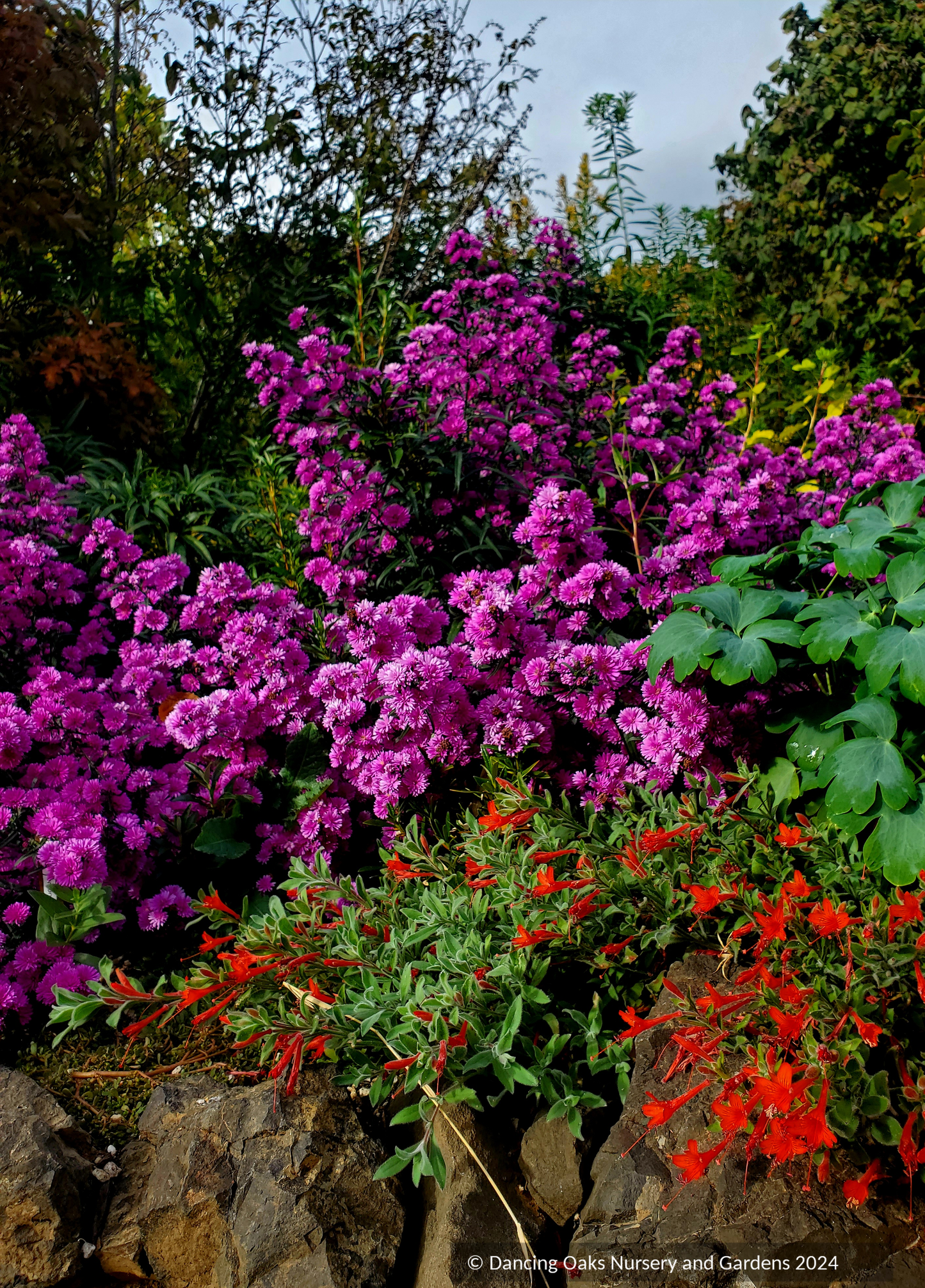Symphyotrichum novi-belgii 'Le Reve' (syn. Aster)