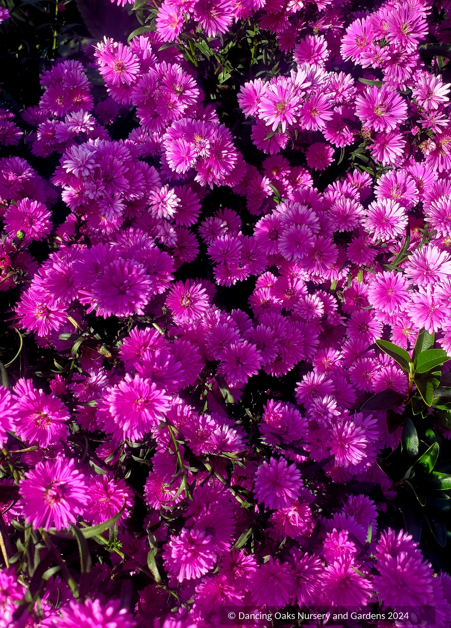 Symphyotrichum novi-belgii 'Le Reve' (syn. Aster)