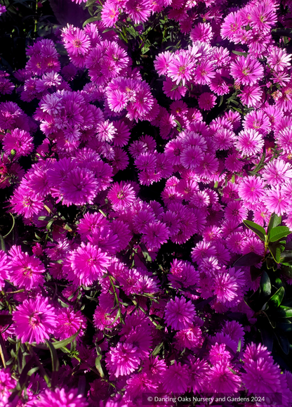 Symphyotrichum novi-belgii 'Le Reve' (syn. Aster)
