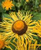 Perennials ~ Telekia speciosa (syn. Buphthalum speciosa), Heartleaf Oxeye Daisy ~ Dancing Oaks Nursery and Gardens ~ Retail Nursery ~ Mail Order Nursery