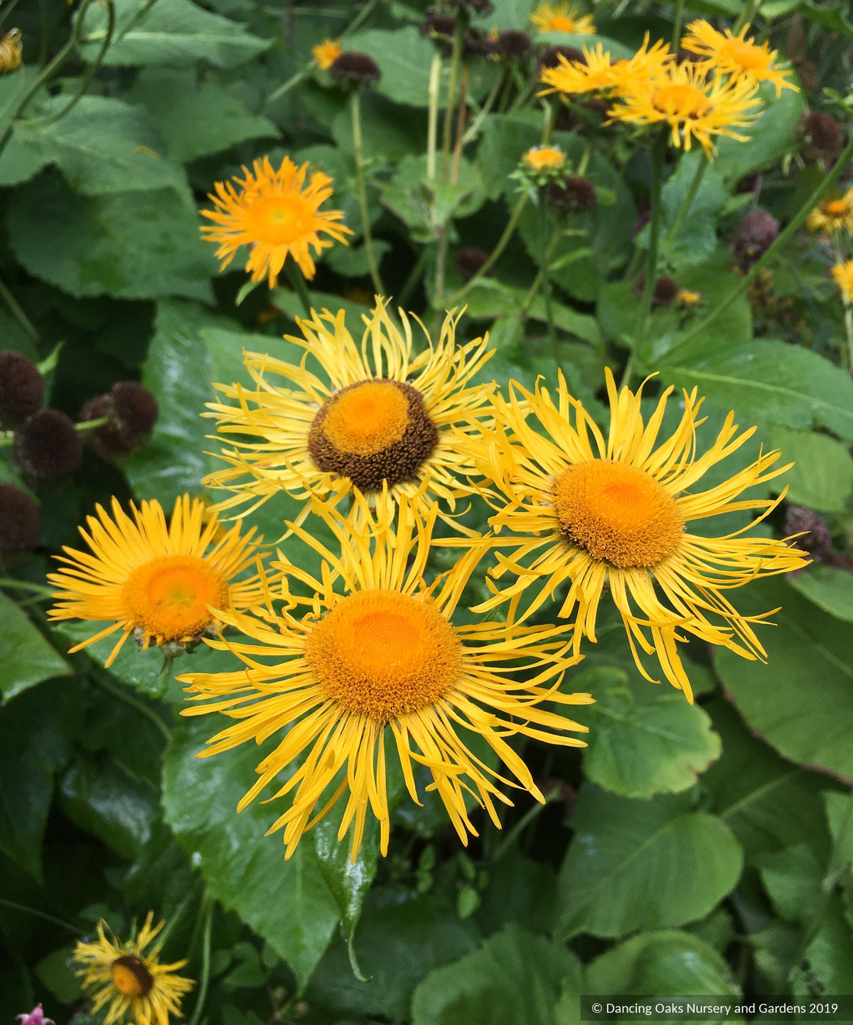 Perennials ~ Telekia speciosa (syn. Buphthalum speciosa), Heartleaf Oxeye Daisy ~ Dancing Oaks Nursery and Gardens ~ Retail Nursery ~ Mail Order Nursery