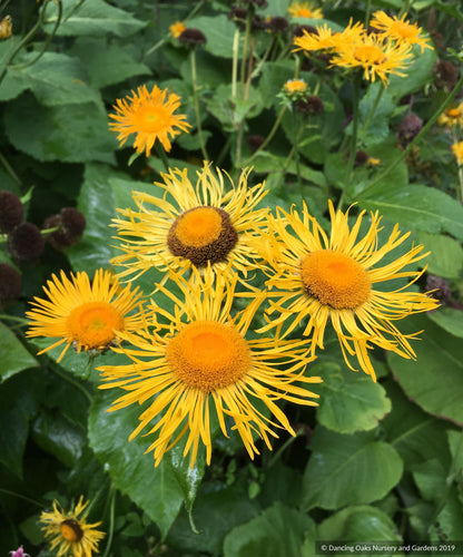 Perennials ~ Telekia speciosa (syn. Buphthalum speciosa), Heartleaf Oxeye Daisy ~ Dancing Oaks Nursery and Gardens ~ Retail Nursery ~ Mail Order Nursery