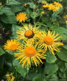 Perennials ~ Telekia speciosa (syn. Buphthalum speciosa), Heartleaf Oxeye Daisy ~ Dancing Oaks Nursery and Gardens ~ Retail Nursery ~ Mail Order Nursery