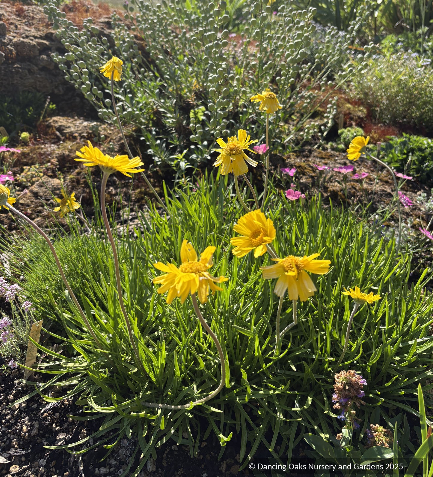 Perennials ~ Tetraneuris acaulis, Stemless Four-Nerve Daisy or Angelita Daisy ~ Dancing Oaks Nursery and Gardens ~ Retail Nursery ~ Mail Order Nursery
