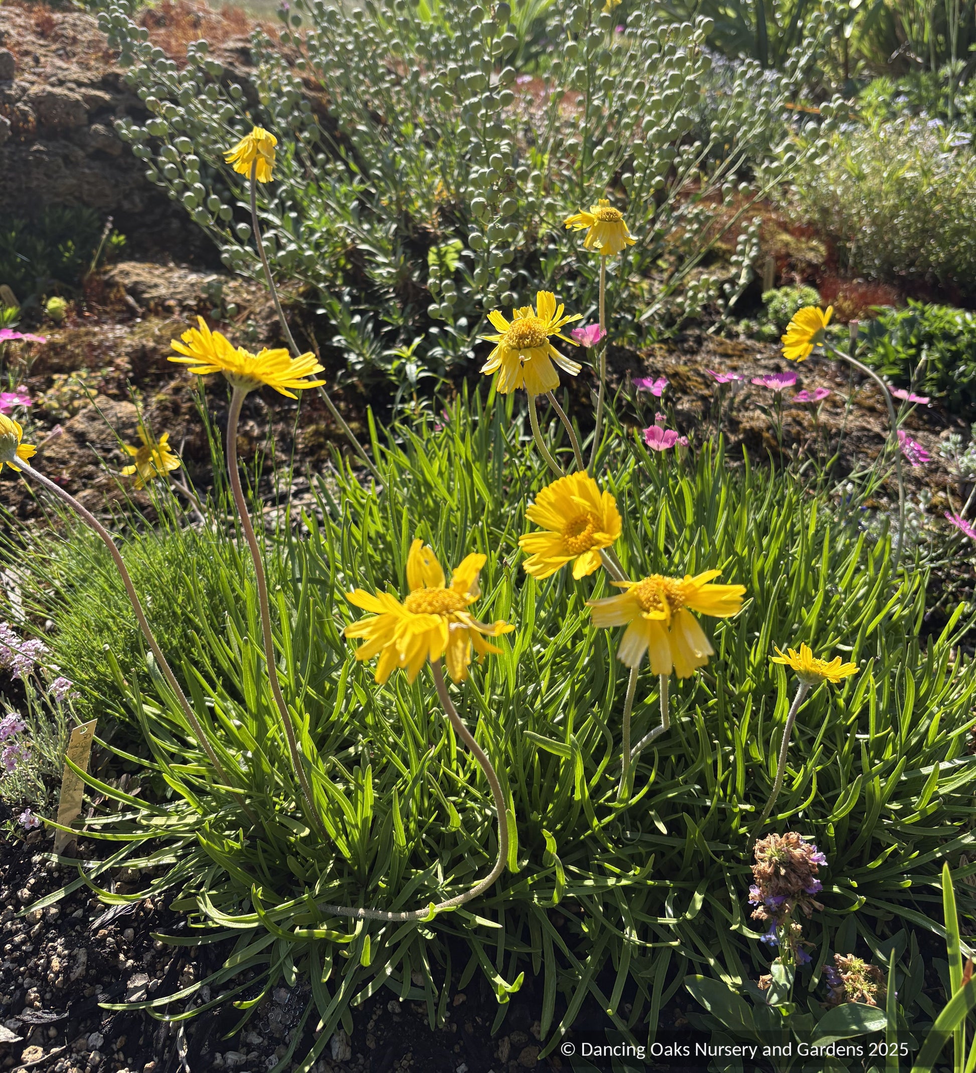 Perennials ~ Tetraneuris acaulis, Stemless Four-Nerve Daisy or Angelita Daisy ~ Dancing Oaks Nursery and Gardens ~ Retail Nursery ~ Mail Order Nursery