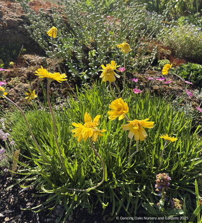 Perennials ~ Tetraneuris acaulis, Stemless Four-Nerve Daisy or Angelita Daisy ~ Dancing Oaks Nursery and Gardens ~ Retail Nursery ~ Mail Order Nursery