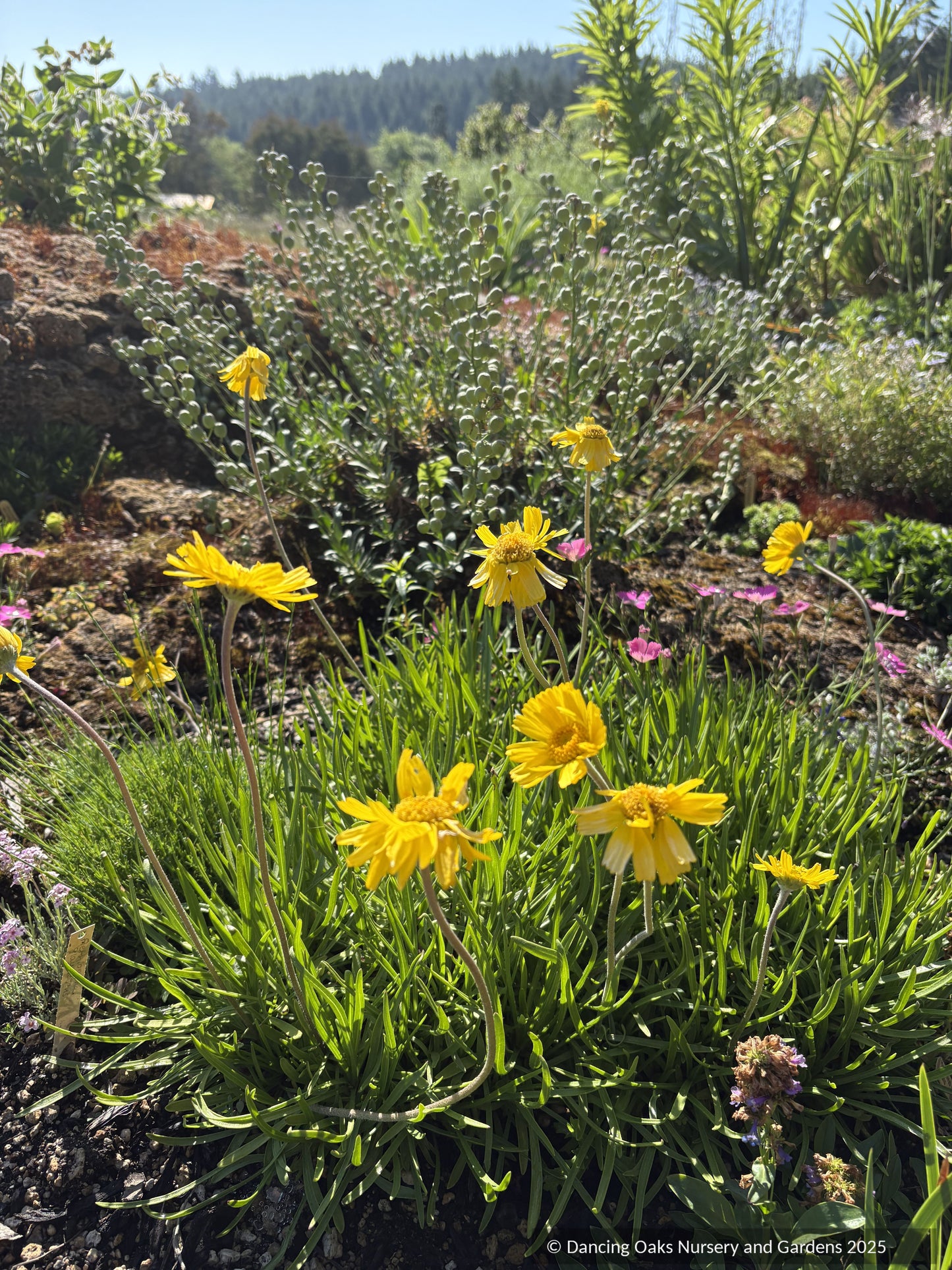 Tetraneuris acaulis, Stemless Four-Nerve Daisy or Angelita Daisy
