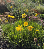 Perennials ~ Tetraneuris acaulis, Stemless Four-Nerve Daisy or Angelita Daisy ~ Dancing Oaks Nursery and Gardens ~ Retail Nursery ~ Mail Order Nursery